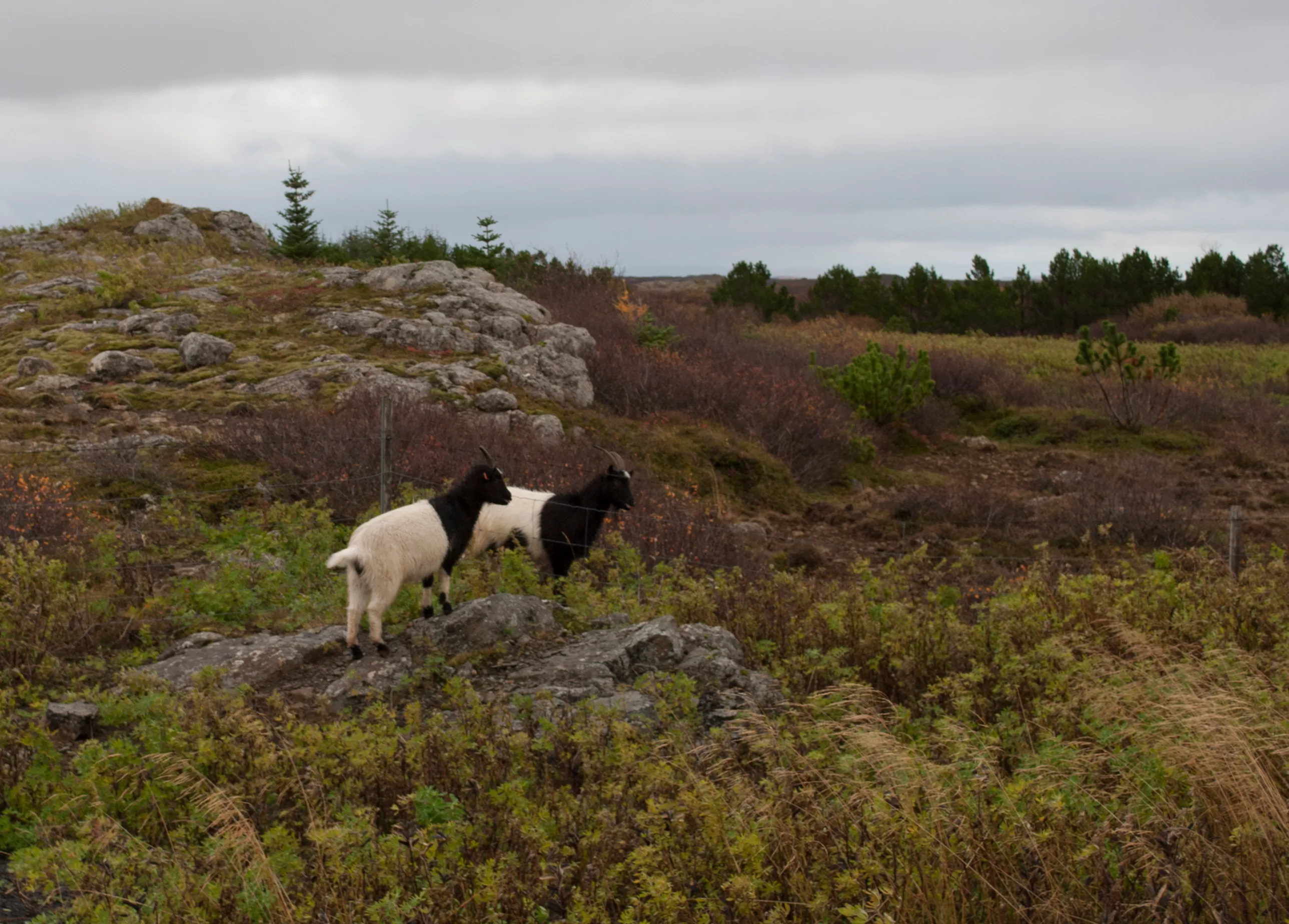 Goats