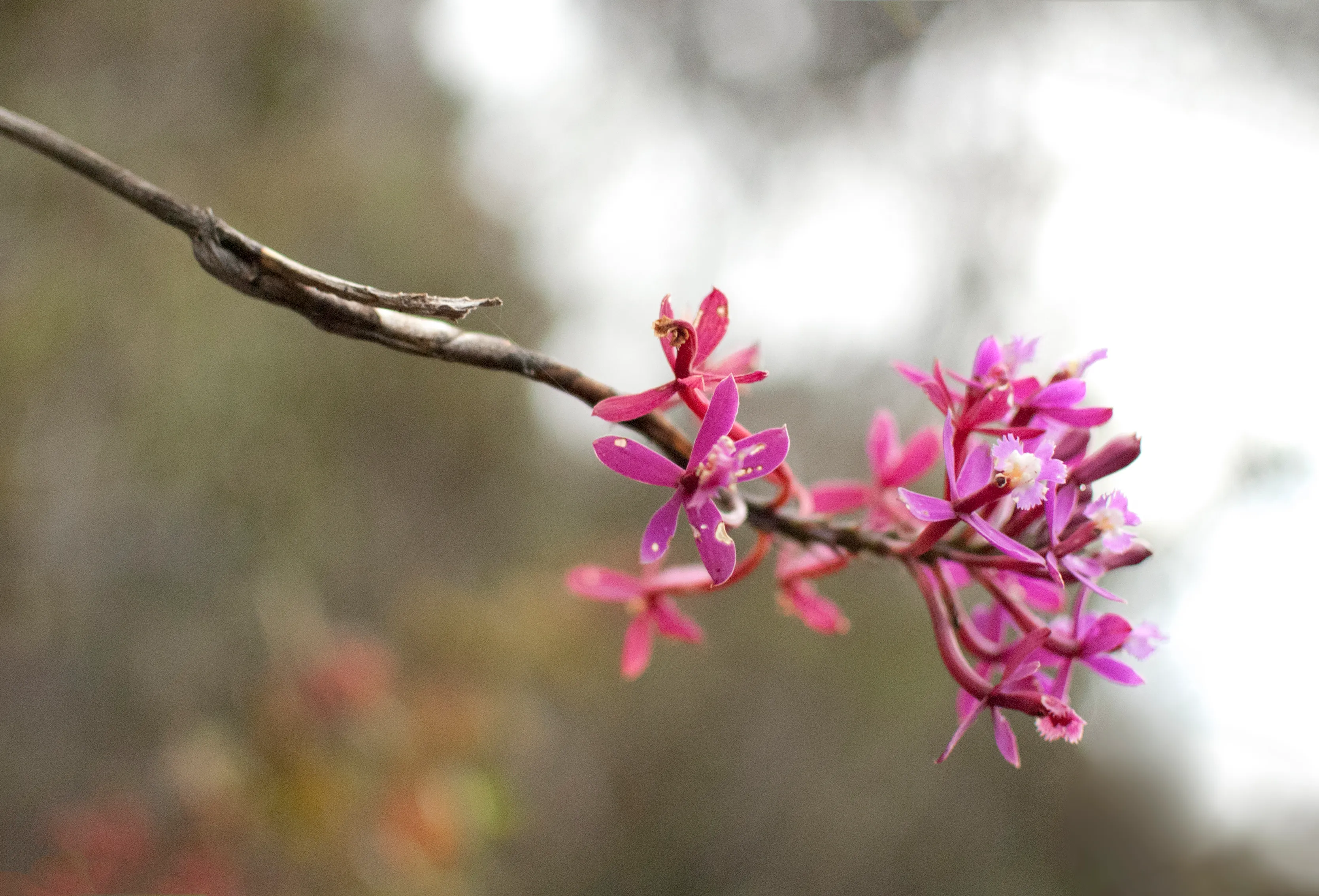Orchid